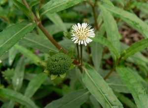 03 bài thuốc chữa bệnh trĩ bằng cây nhọ nồi hiệu quả dứt điểm mà không cần gặp bác sĩ